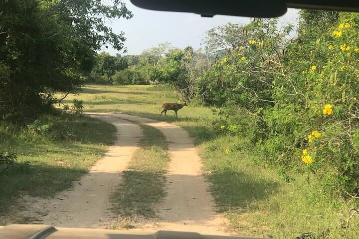 Sri Lanka Multi-Day Private Driver Tour — Custom Road-Trip from Negombo photo 5