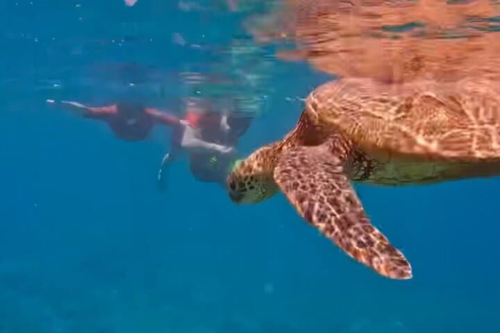 Safe Beginners Snorkel at Kapalua Bay with Flotation Wetsuit photo 6
