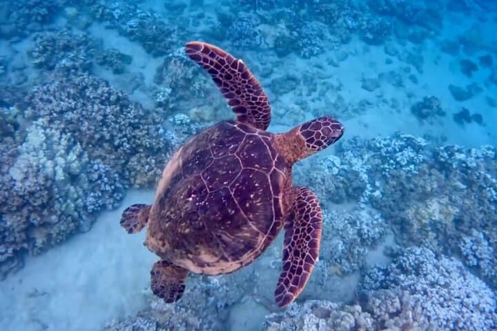 Safe Beginners Snorkel at Kapalua Bay with Flotation Wetsuit photo 3