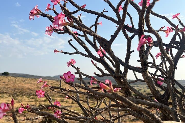 Salalah Day Tours: Jebel Samhan, Wadis, Frankincense & Rub' al Khali photo 4