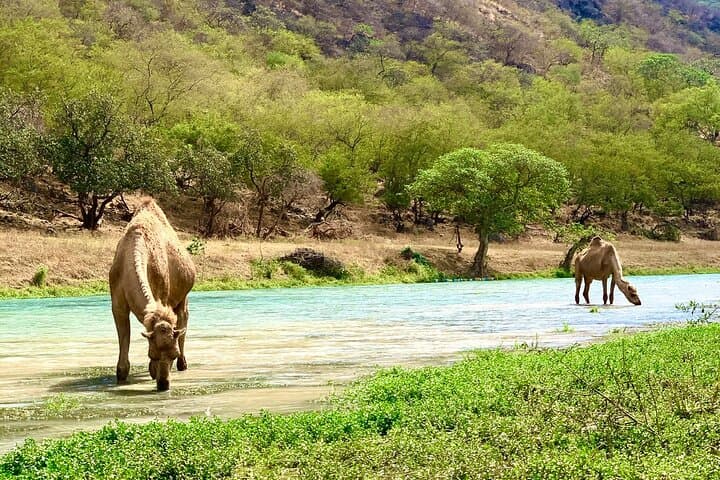 Salalah Day Tours: Jebel Samhan, Wadis, Frankincense & Rub' al Khali photo 3