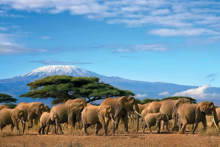 Kilimanjaro Day Trip from Arusha — Mandara Hut & Maundi Crater Hike photo 5