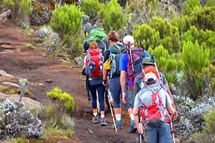 Kilimanjaro Day Trip from Arusha — Mandara Hut & Maundi Crater Hike