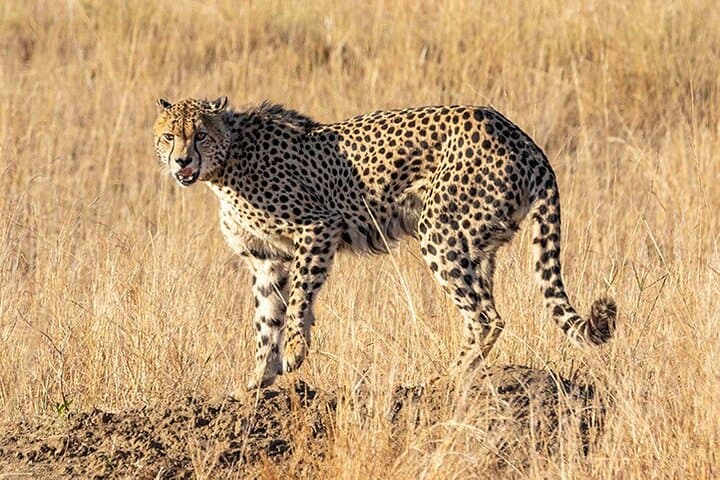 Tarangire Day Safari from Arusha: Full-Day Wildlife Drive with Pickup photo 6
