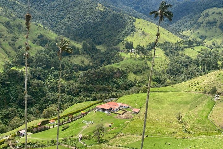 Cocora Valley Full-Day Private Hike: Wax Palms, Hanging Bridges & Hummingbirds photo 4