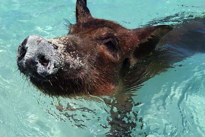Private Fishing and Swimming Pigs Excursion from Nassau — Spanish Wells Fishing and Snorkel