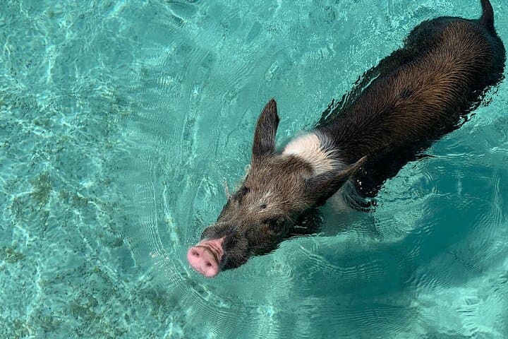 Private Fishing and Swimming Pigs Excursion from Nassau — Spanish Wells Fishing and Snorkel photo 3