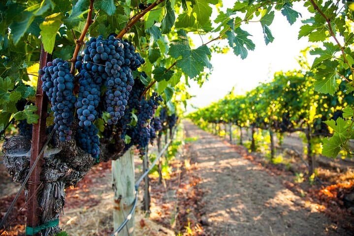 Calchaquí Valley to Cafayate: A Private Full-Day Wine Tour from Salta photo 6