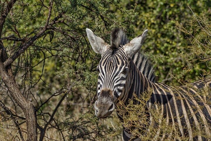 Full-Day Kruger Safari from Hoedspruit — Open-Vehicle Big Five Experience photo 2