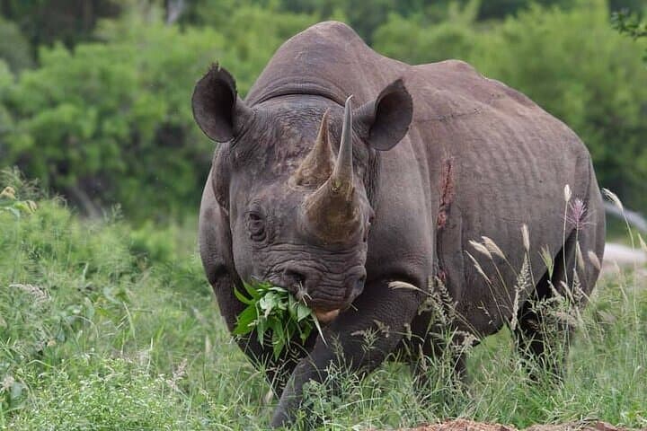 Full-Day Kruger Safari from Hoedspruit — Open-Vehicle Big Five Experience photo 5