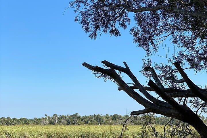 Crystal River Boat Tour: Manatees, Dolphins & Sunset Cruises in Florida photo 4