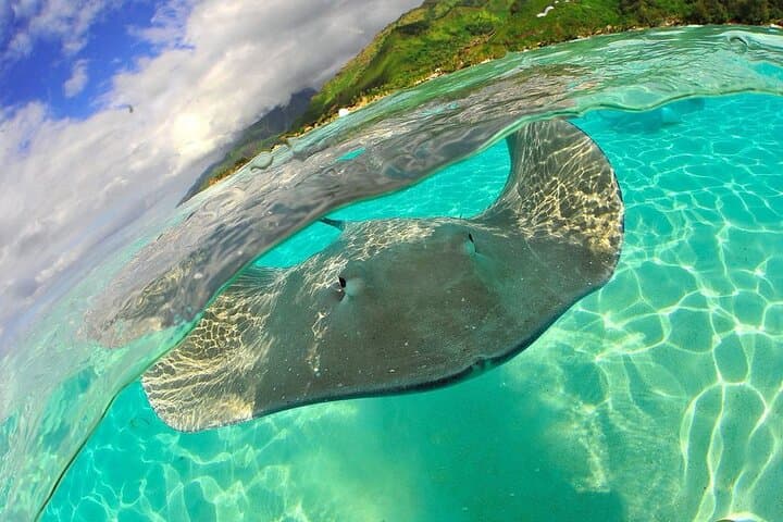 Underwater Scooter Snorkeling in Taha'a Lagoon from Raiatea photo 4