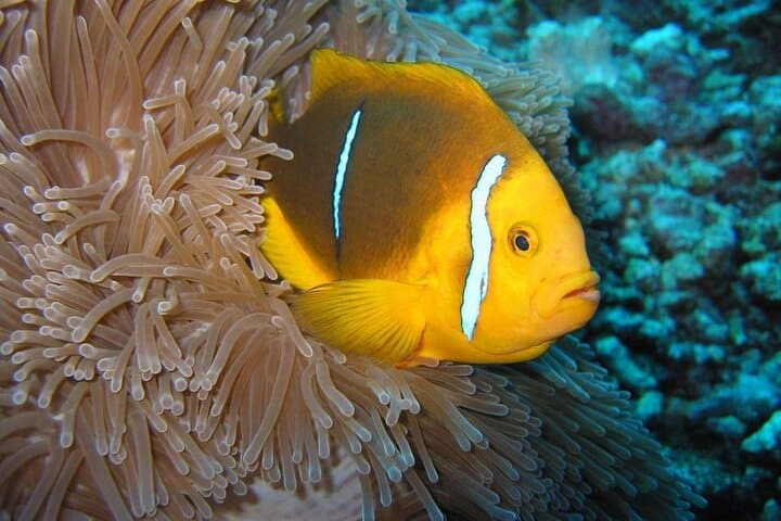 Underwater Scooter Snorkeling in Taha'a Lagoon from Raiatea photo 6