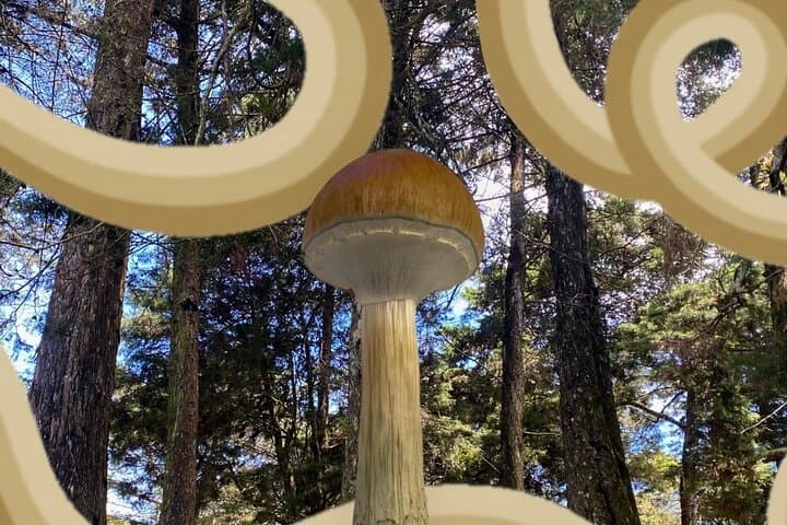 Santa Elena Nature Exploration and Healing Sounds Retreat