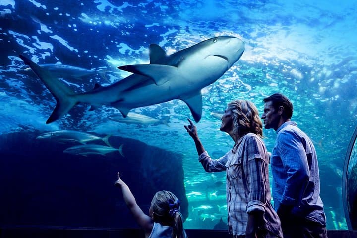 Night at the Aquarium: After-Dark Tour of Cairns' Reef Life photo 4