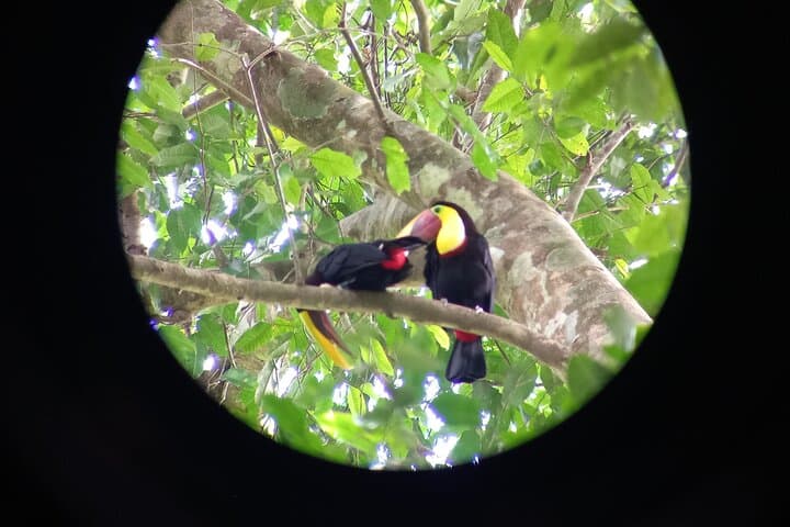 Carara National Park Birdwatching: Morning Tour to See Scarlet Macaws and Toucans photo 4