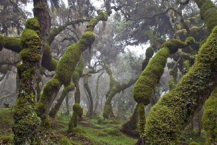 3-Day Bale Mountains Trek: Sanetti Plateau, Ethiopian Wolf & Rift Valley Lakes photo 2