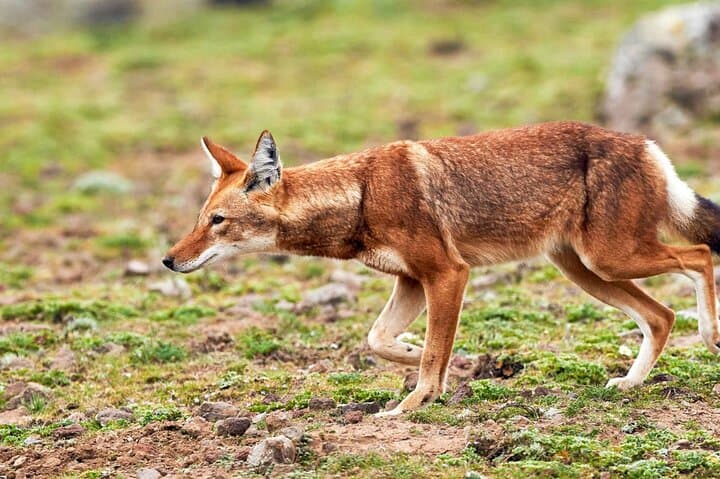 3-Day Bale Mountains Trek: Sanetti Plateau, Ethiopian Wolf & Rift Valley Lakes photo 1