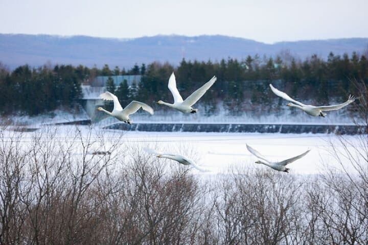 Winter Rafting on the Chitose River: Snow Views & Wildlife Near New Chitose Airport photo 5