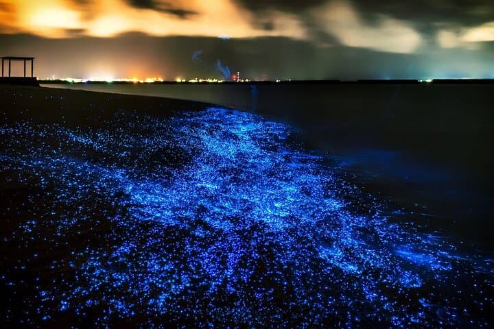 Phang Nga Bay Bioluminescence and Sea Canoes: Night Paddle from Phuket photo 1