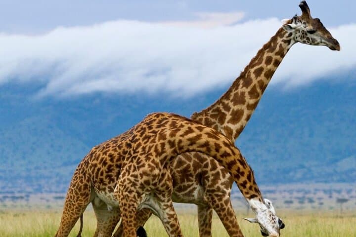 5-Day Garden Route Tour from Cape Town — Knysna, Addo & Whale Route Highlights photo 3