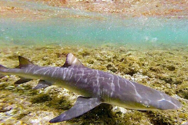 Lemon Shark Encounter in Shark Bay, Sal — Guided Half-Day Marine Biology Experience photo 4
