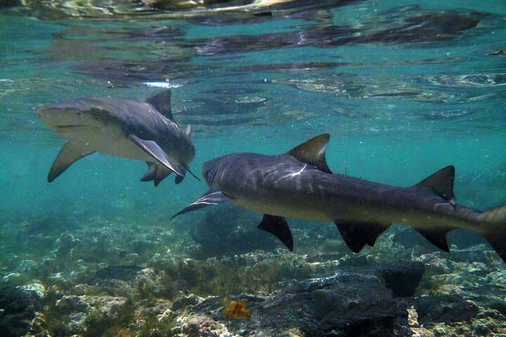 Lemon Shark Encounter in Shark Bay, Sal — Guided Half-Day Marine Biology Experience photo 1