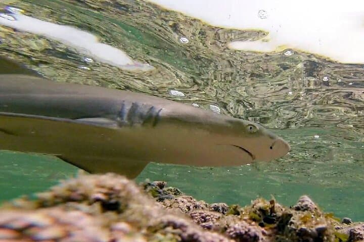 Lemon Shark Encounter in Shark Bay, Sal — Guided Half-Day Marine Biology Experience photo 3