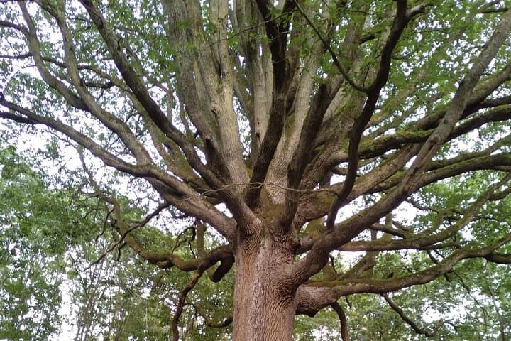 Private Botanical Walk in Rambouillet Forest: Guided Massif Discovery