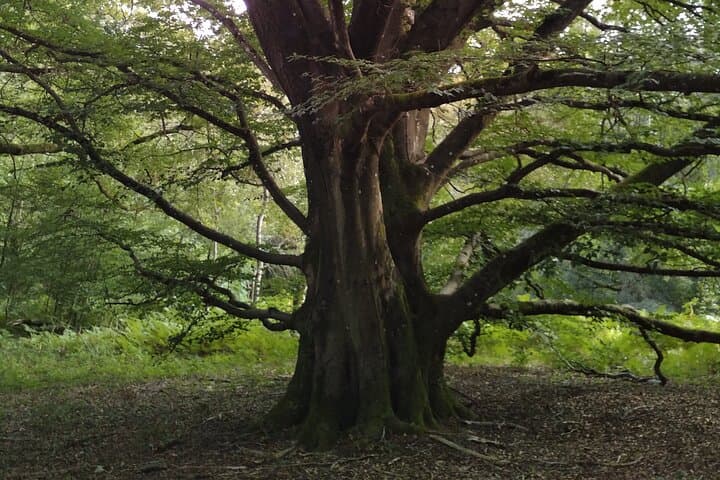 Private Botanical Walk in Rambouillet Forest: Guided Massif Discovery photo 2