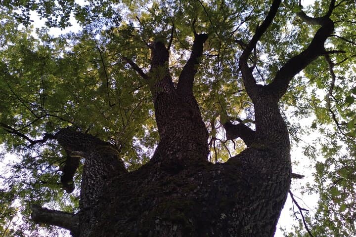 Private Botanical Walk in Rambouillet Forest: Guided Massif Discovery photo 3