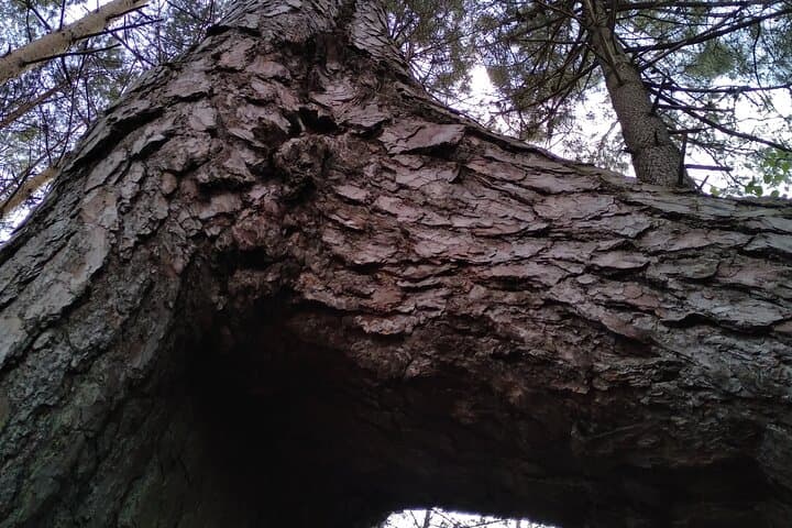 Private Botanical Walk in Rambouillet Forest: Guided Massif Discovery photo 6