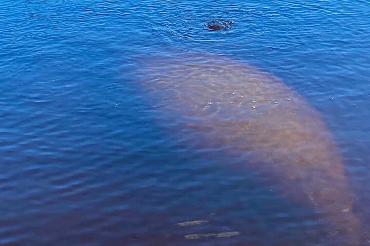 Dolphin and Manatee Kayak Tour – Halifax River, Daytona Beach photo 2