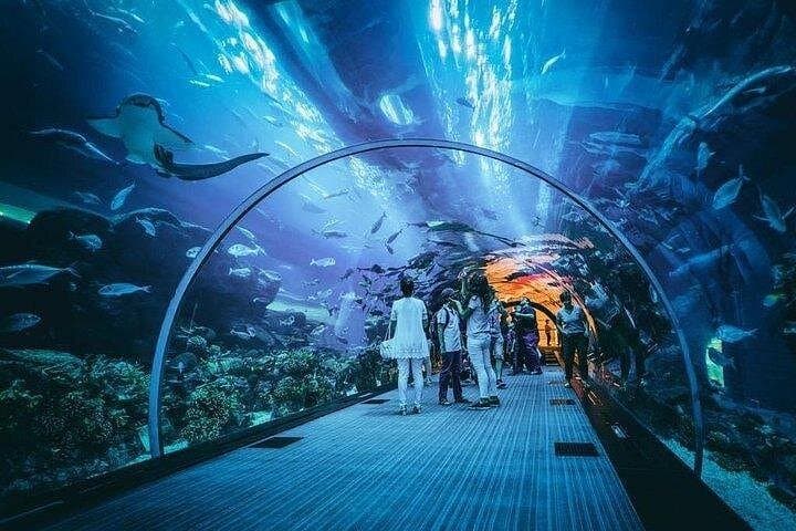 Inside Dubai Aquarium & Underwater Zoo: Tunnel Walks, Penguin Cove & Glass-Bottom Boat photo 2