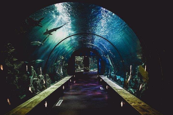Inside Dubai Aquarium & Underwater Zoo: Tunnel Walks, Penguin Cove & Glass-Bottom Boat photo 4