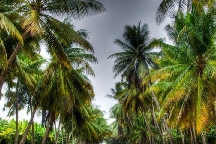 Half-Day Private Salalah City Tour: Sultan Qaboos Mosque, Al Baleed & Frankincense Souq photo 2
