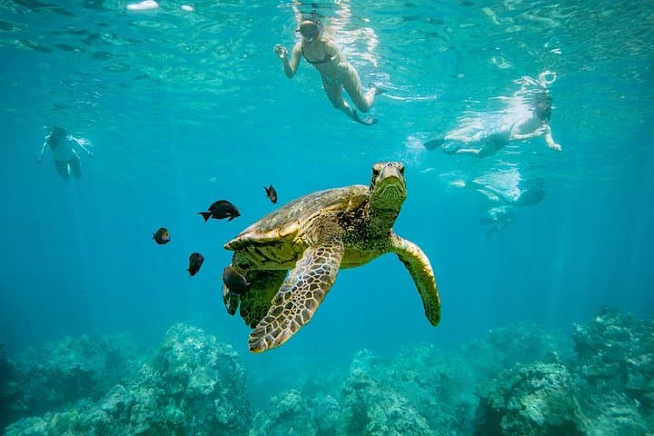 Maui Snorkel: Turtle Town & Coral Garden Catamaran from Maalaea Harbor photo 1