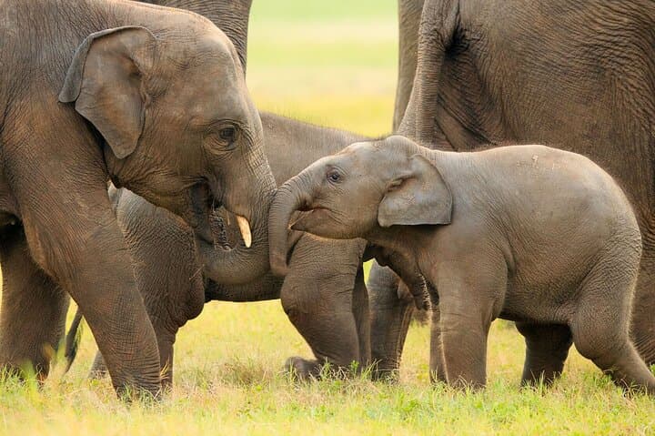Kandy to Anuradhapura Shuttle and Safari Drive — Minneriya Elephant Safari from Kandy photo 5