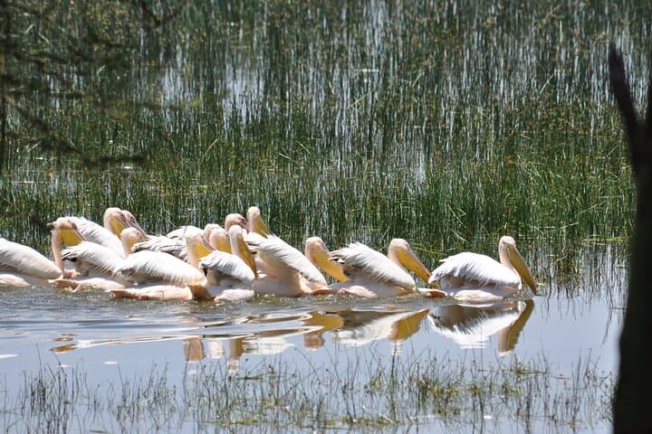 Full-Day Private Safari to Lake Nakuru: Flamingos, Game Drives & Naivasha Boat Ride photo 3