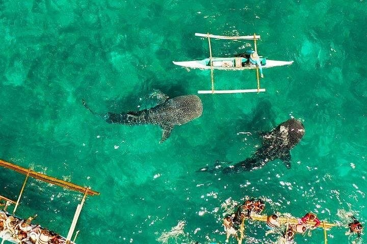 Oslob Whale Sharks & Moalboal Sardine Run: Full-Day Snorkel from Cebu photo 4
