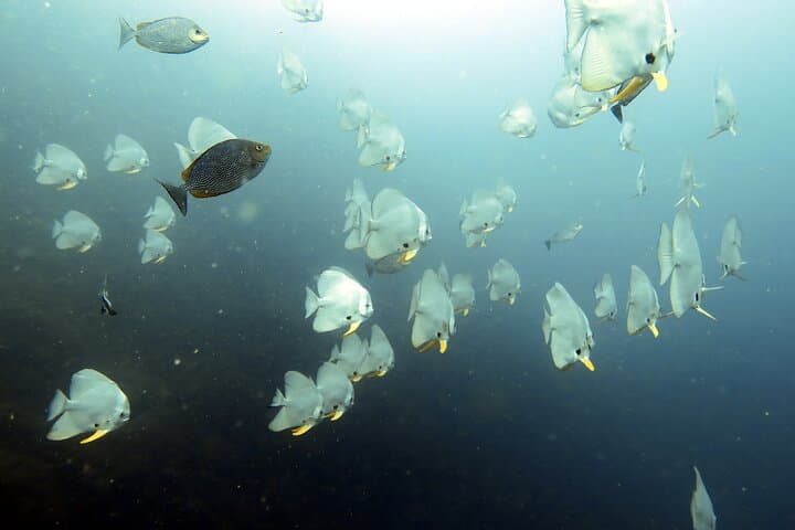 Sail Rock Day Dive from Koh Samui — Two-Tank Trip to Coral Walls and Turtles photo 4