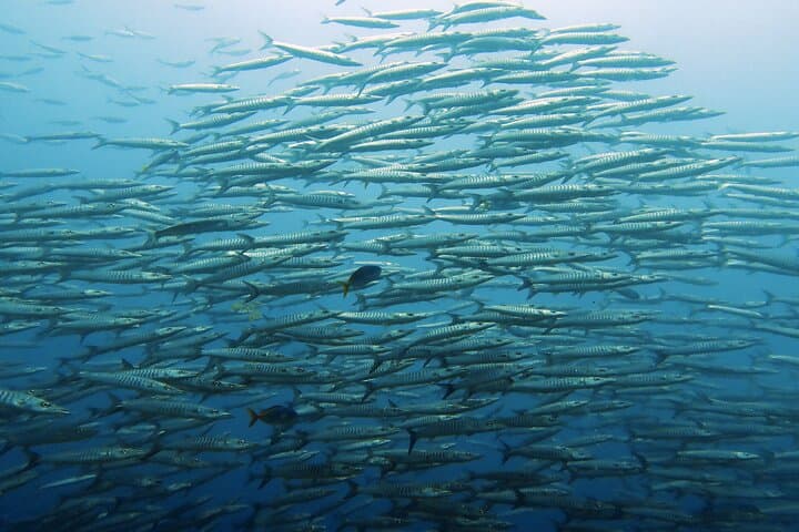 Sail Rock Day Dive from Koh Samui — Two-Tank Trip to Coral Walls and Turtles photo 3