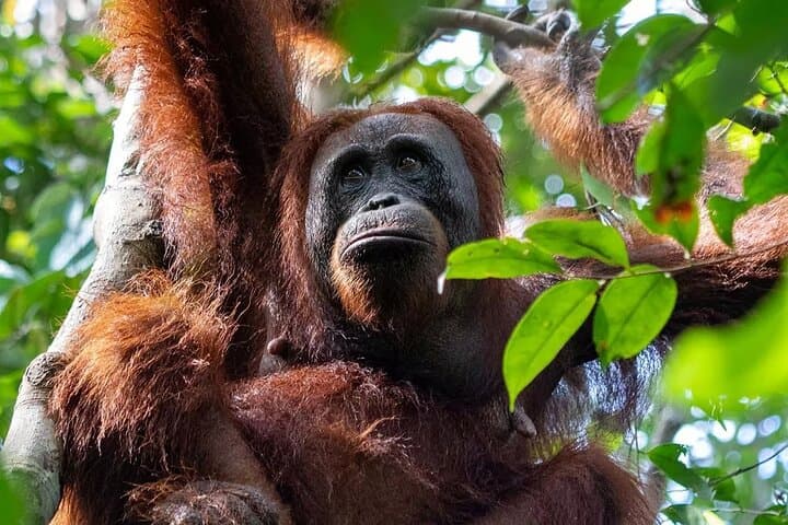 Klotok to Camp Leakey: Private Borneo River Cruise & Orangutan Watch (4D/3N) photo 1
