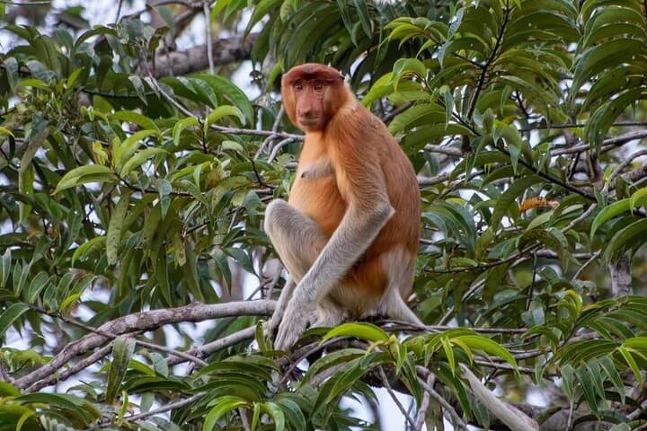 Klotok to Camp Leakey: Private Borneo River Cruise & Orangutan Watch (4D/3N) photo 2