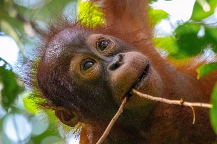 Klotok to Camp Leakey: Private Borneo River Cruise & Orangutan Watch (4D/3N) photo 3