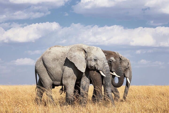 2-Day Safari: Tarangire and Ngorongoro Crater Wildlife Experience photo 2