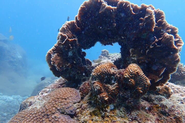 Full-Day Koh Tao Dive Trip from Koh Samui: Two Dives, Lunch & Marine Life