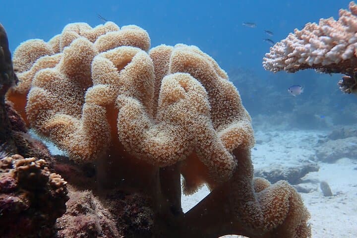 Full-Day Koh Tao Dive Trip from Koh Samui: Two Dives, Lunch & Marine Life photo 4