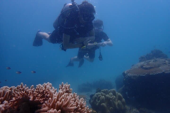 Full-Day Koh Tao Dive Trip from Koh Samui: Two Dives, Lunch & Marine Life photo 5
