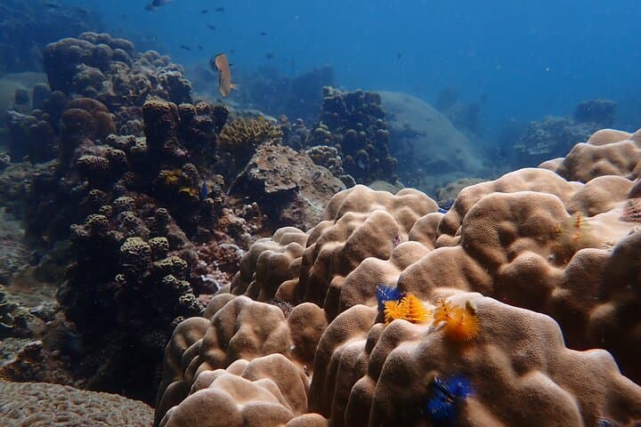 Full-Day Koh Tao Dive Trip from Koh Samui: Two Dives, Lunch & Marine Life photo 6
